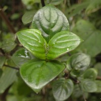 Hedyotis tridentata Ridsdale